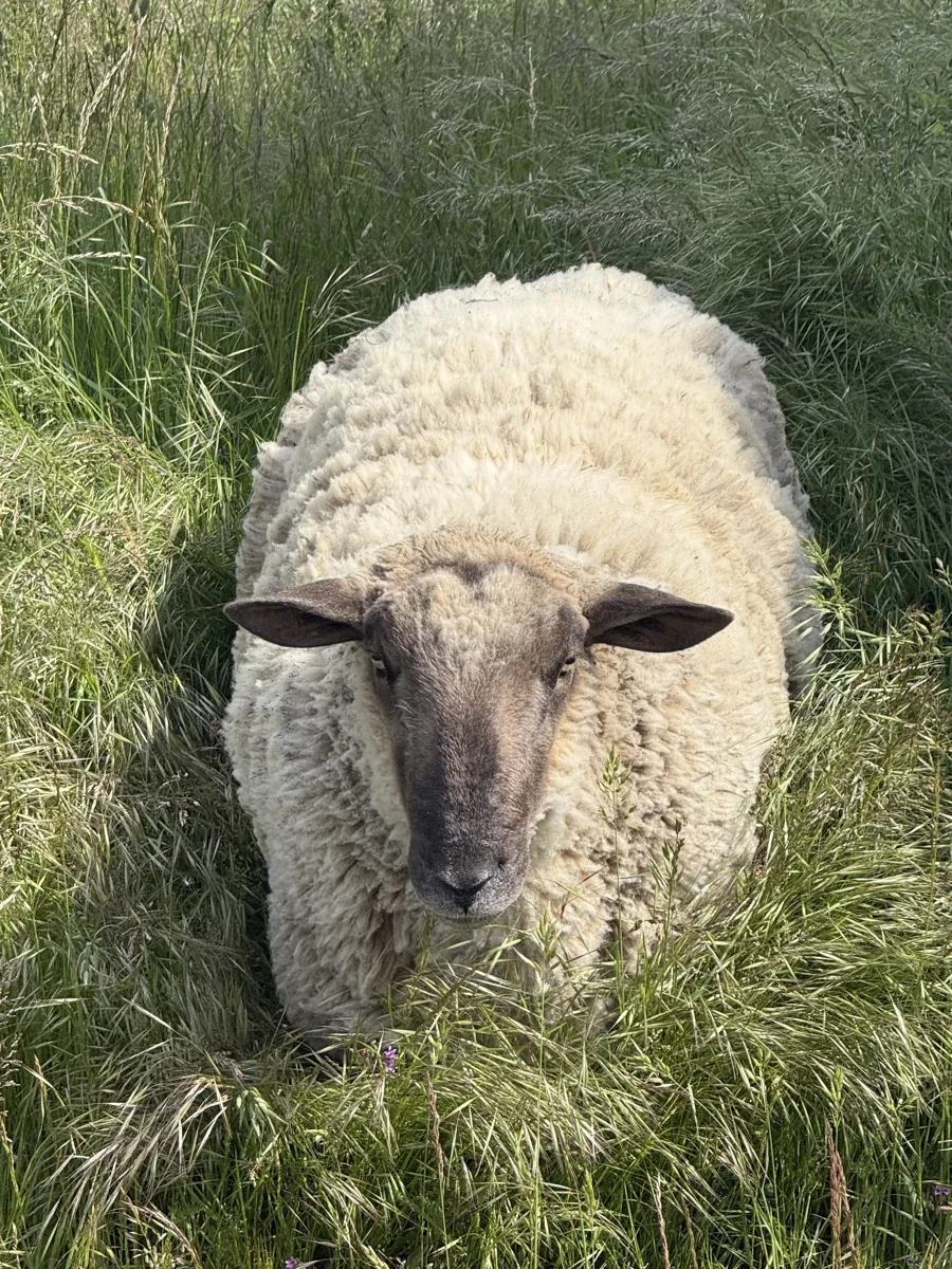 Un mouton se repose dans l’herbe et regarde l’appareil photo