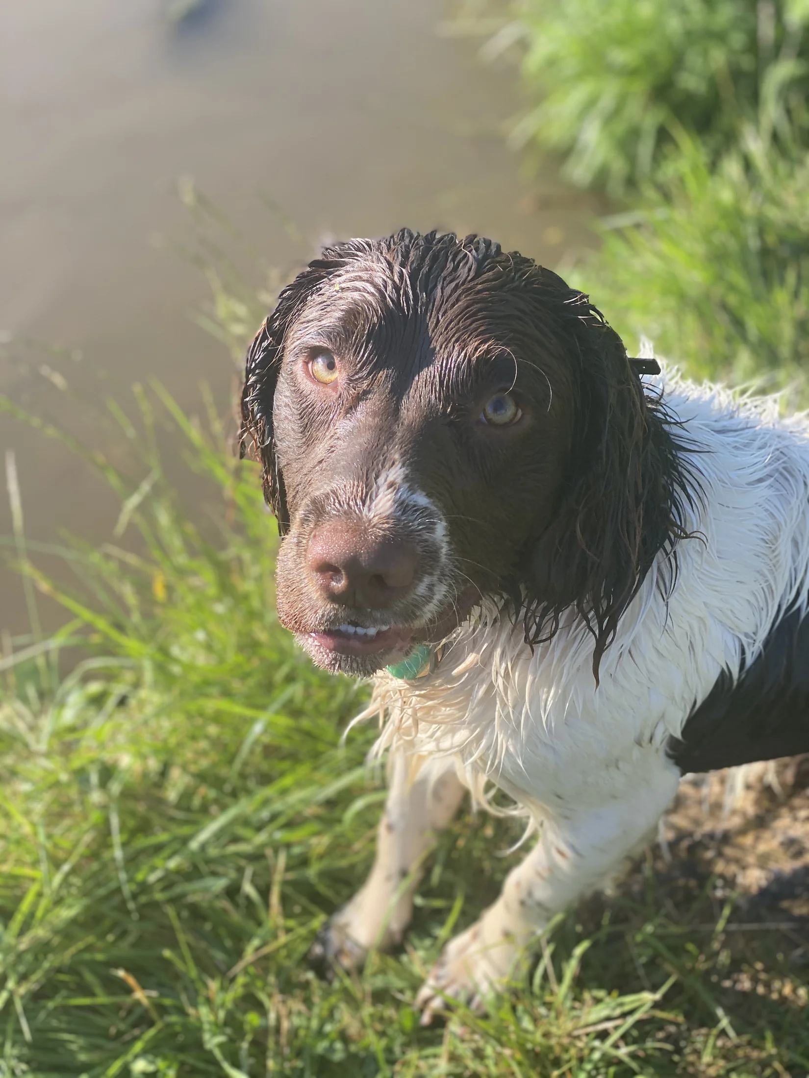 Oscar kijkt op na een duik, met natte vacht naast het water
