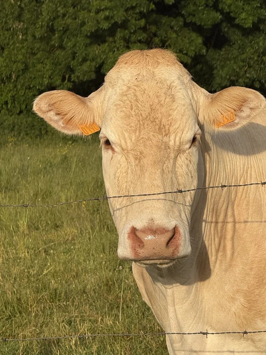 Une vache regarde l’appareil photo par-dessus une clôture