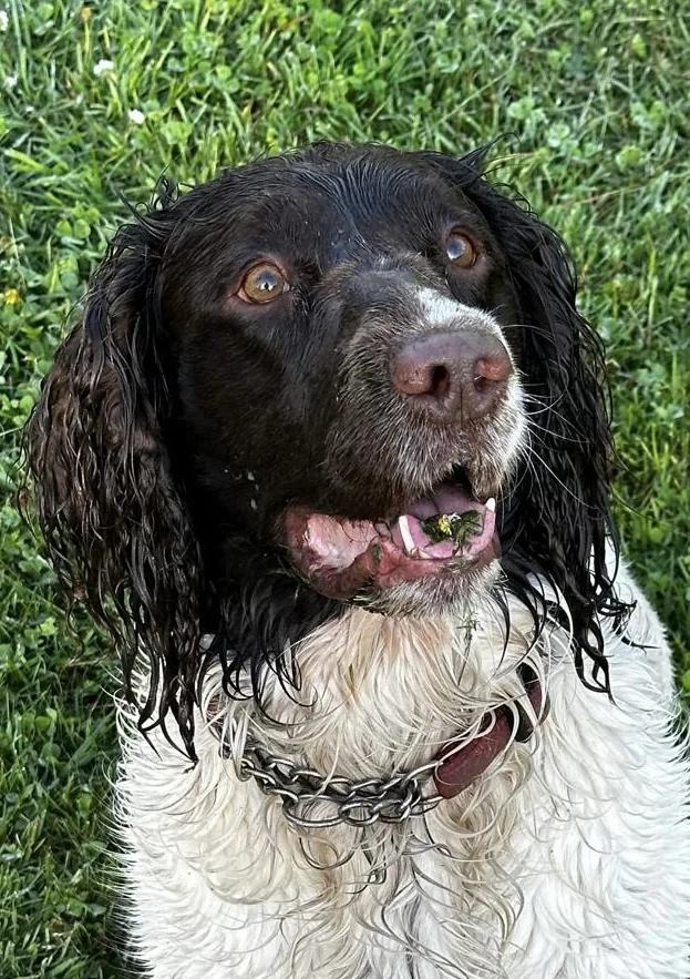 Oscar lève les yeux depuis l’herbe, les oreilles et le poil trempés