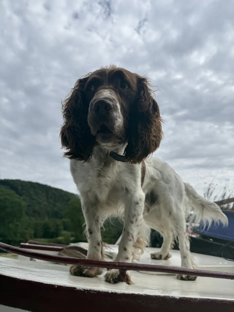 Oscar se tient fièrement sur le pont de Maria